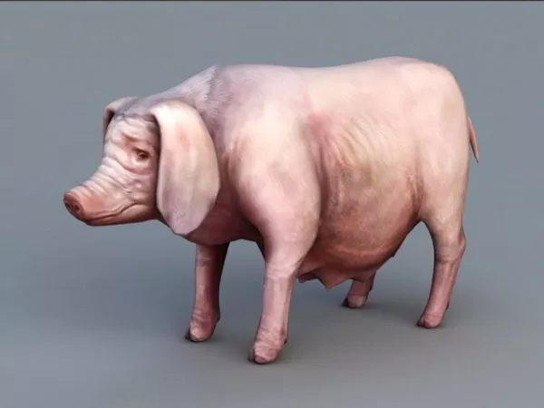 Hog Pig 3d model