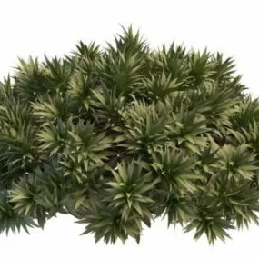 Fern House Plant 3d model