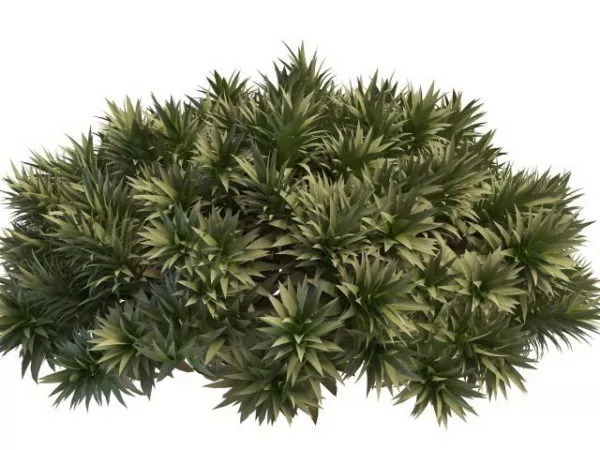 Realistic Fern Plant 3d model
