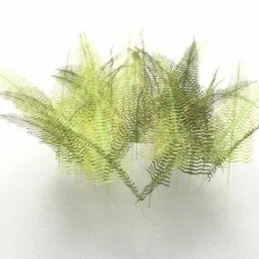 Fern Plants 3d model
