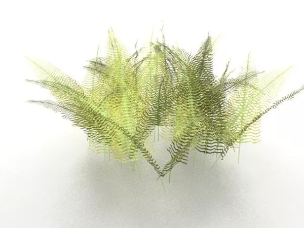 Fern Plants 3d model Fern Plants 3d model