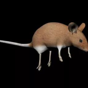 Field Mouse Animal 3d model