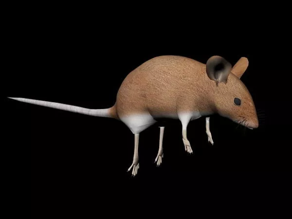 Old Wireless Computer Mouse 3d model
