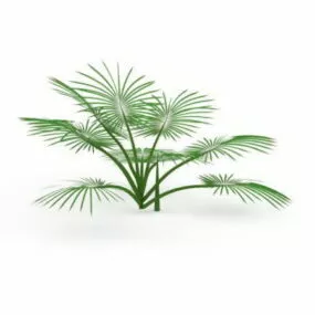 Fiji Fan Palm 3d model