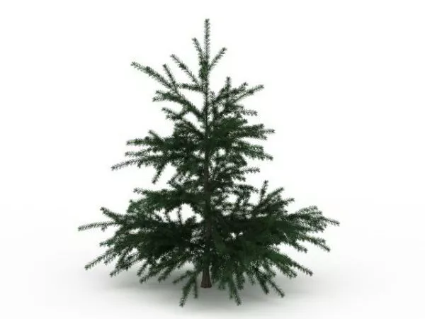 Fir Christmas Tree 3d model Fir Christmas Tree 3d model