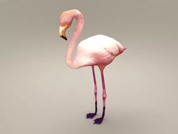 Giant Condor Bird 3d model
