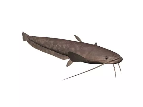 Flathead Catfish Fish Animal 3d model Flathead Catfish Fish Animal 3d model