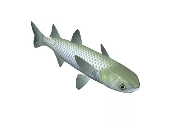 Flathead Mullet Fish Animal 3d model Flathead Mullet Fish Animal 3d model