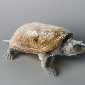 Florida Turtle 3d model
