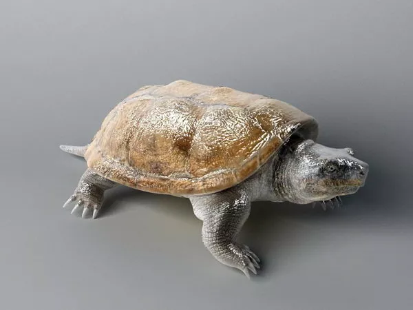 Tortoise Chinese Statue 3d model