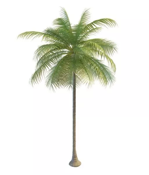 Florida Palm Tree 3d model Florida Palm Tree 3d model