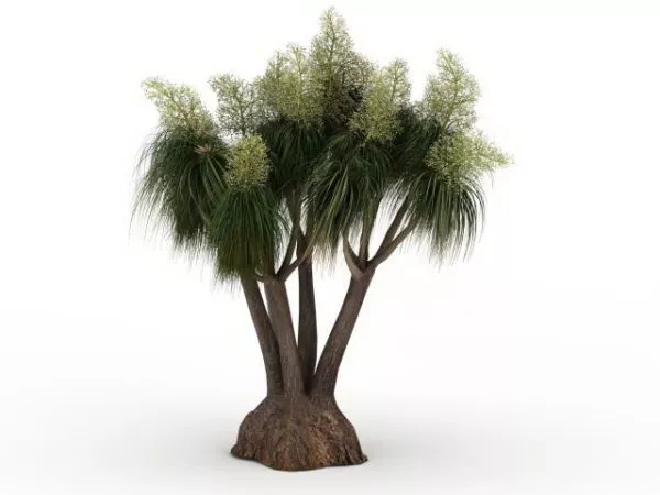 Florida Slash Pine Tree 3d model Florida Slash Pine Tree 3d model