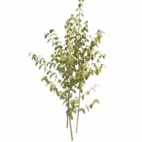 Florist Foliage Plant 3d model