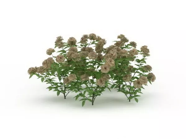 Flowering Plant For Garden 3d model Flowering Plant For Garden 3d model