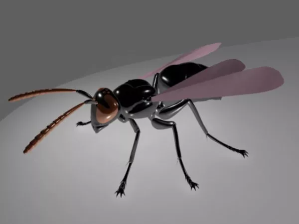 Fly Insect Rig Free 3d Model - .Ma, Mb - Open3dModel