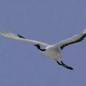 Flying Crane Bird Rigged 3d model