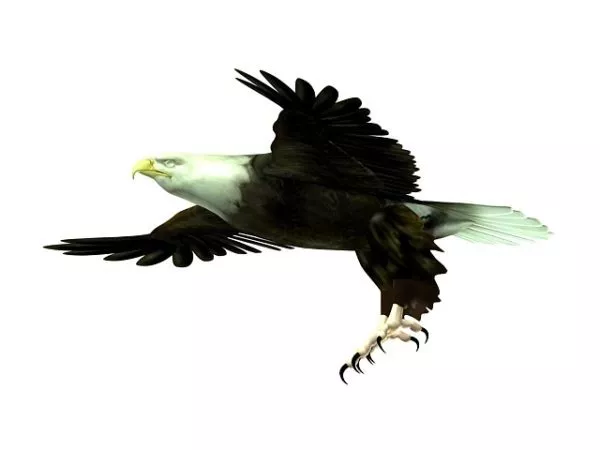 Flying Eagle Bird 3d model Flying Eagle Bird 3d model