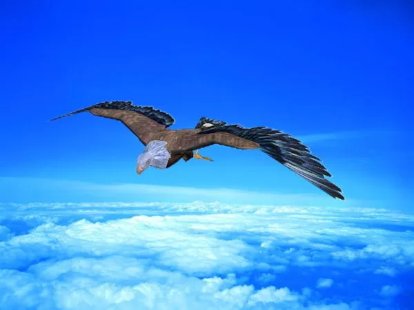 Bald Eagle Statue 3d model