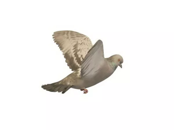 Flying Pigeon 3d model Flying Pigeon 3d model
