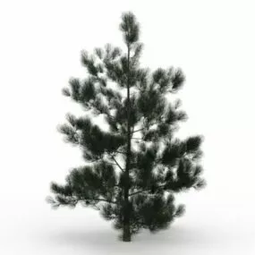 Fraser Fir Tree 3d model