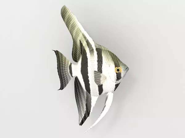 Rainbow Colorful Guppy Fish 3d model