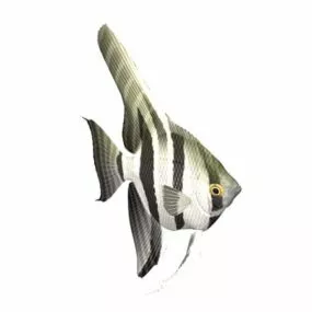 Freshwater Angelfish Fish Animal 3d model