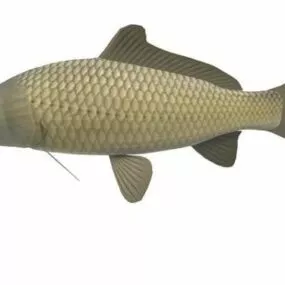 Freshwater Carp Fish 3d model
