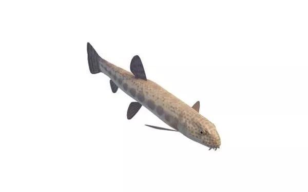 Freshwater Loach Fish 3d model Freshwater Loach Fish 3d model
