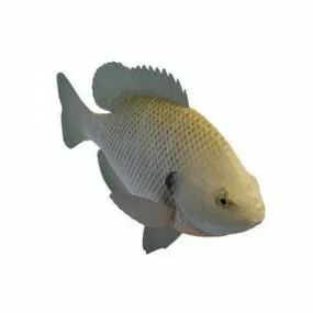 Freshwater Panfish Animal 3d model