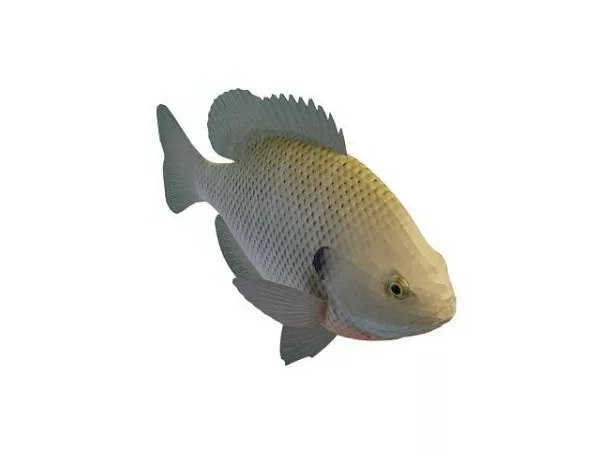 Freshwater Panfish Animal 3d model Freshwater Panfish Animal 3d model