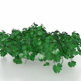 Garden Parsley Plant 3d model