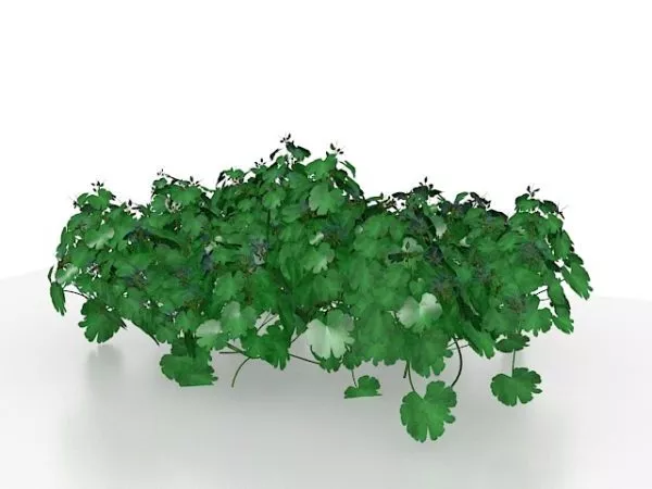 Garden Parsley Plant 3d model Garden Parsley Plant 3d model