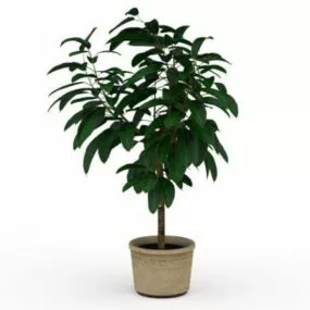 Gardenia Potted Plants 3d model