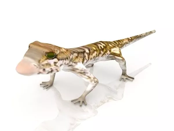Gecko Lizard Animal 3d model Gecko Lizard Animal 3d model