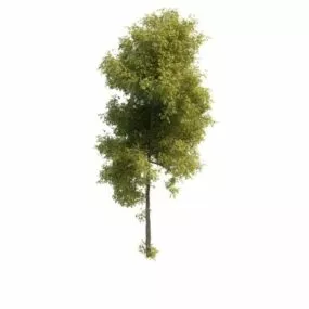 Generic Tree 3d model