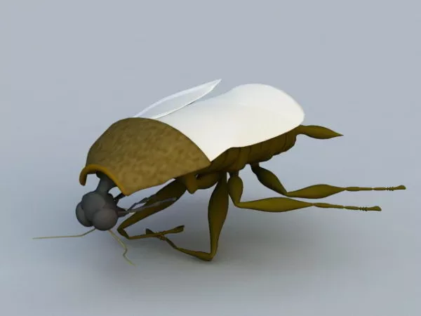 Boxelder Bug 3d model