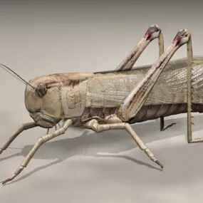 Giant Grasshopper 3d model