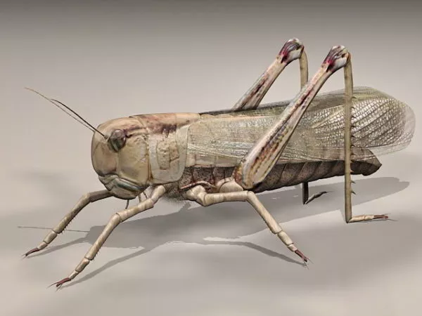 Cricket Insect Grasshopper 3d model