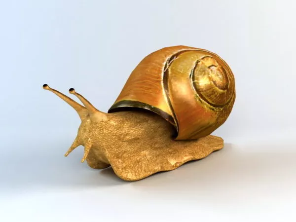 Giant Land Snail 3d model Giant Land Snail 3d model