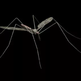 Giant Mosquito 3d model