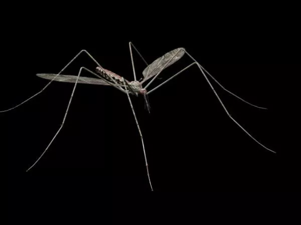 Cockroach Rigged 3d model