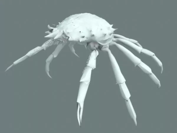 Giant Spider Crab 3d model Giant Spider Crab 3d model