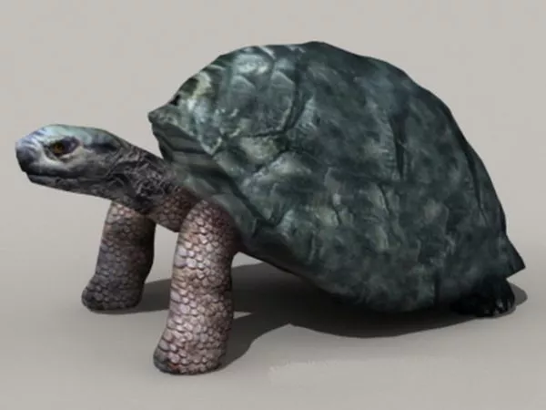 Giant Tortoise 3d model Giant Tortoise 3d model