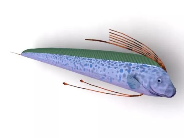 Sea Bass Fish Rigged 3d model