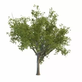 Ginkgo Tree 3d model