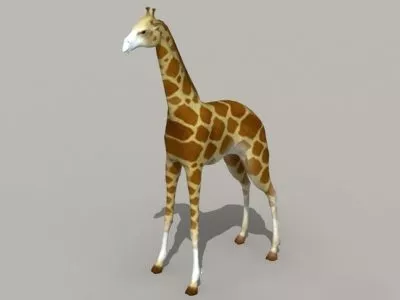 Giraffe 3d model