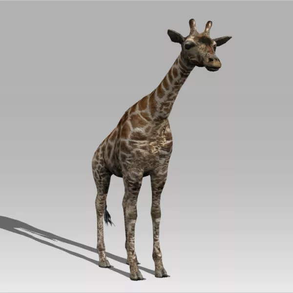 Giraffe 3d model