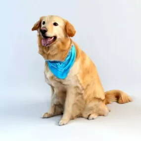 Gold Dog 3d model