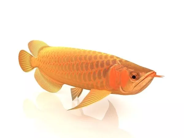 Fangtooth Fish 3d model