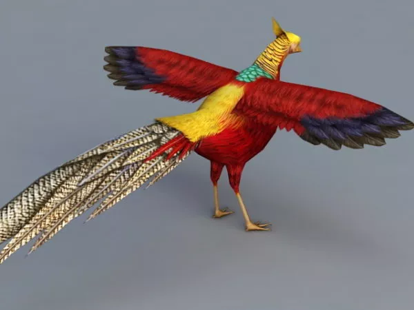 Golden Pheasant Bird 3d model Golden Pheasant Bird 3d model